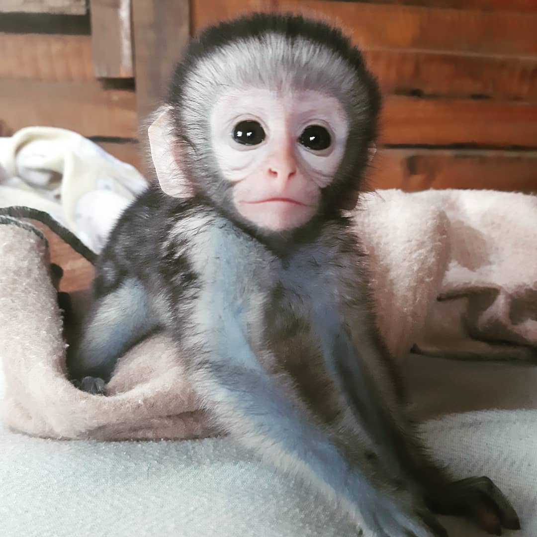 Pet Monkey Breeds For Sale