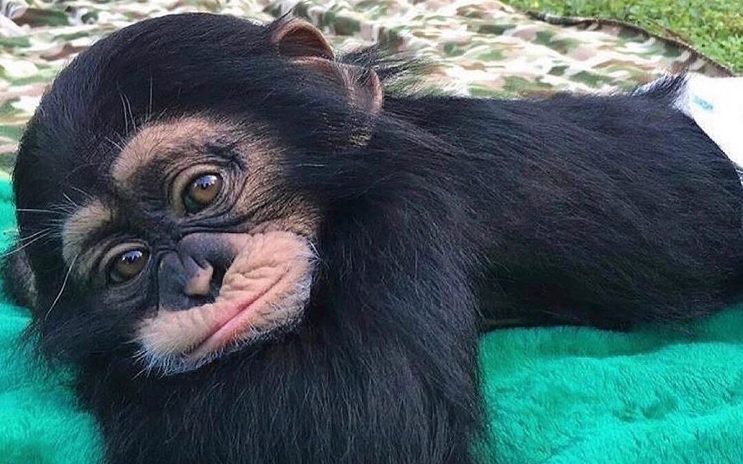 Chimpanzee Monkey For Sale: What You Need to Know Before Buying a Chimpanzee