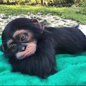 Chimpanzee Monkey For Sale, Chimpanzee monkey for Sale