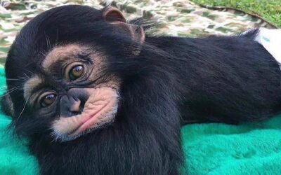 Chimpanzee Monkey For Adoption: Your Complete Guide to Adopting and Caring for Chimpanzees