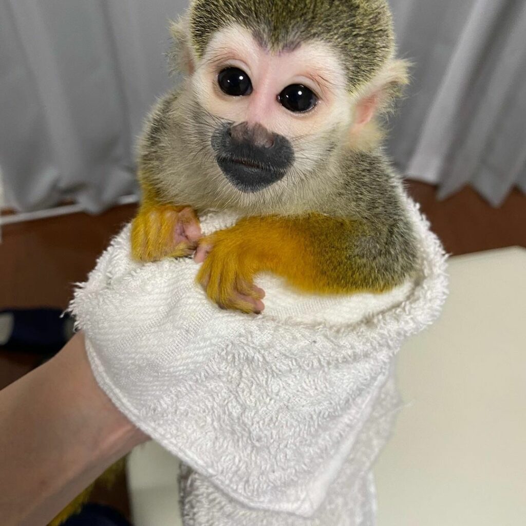 Squirrel Monkey for Adoption,Squirrel Monkey for Sale