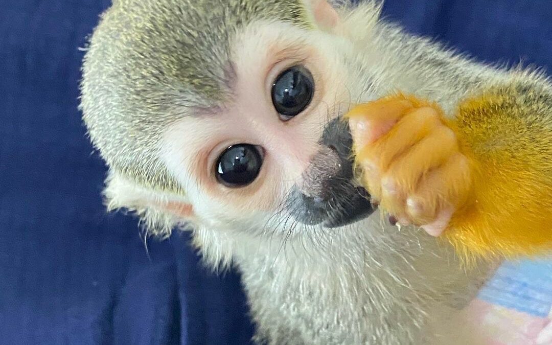 Squirrel Monkey for Sale,Squirrel Monkey for Adoption: A Complete Guide to Ethical Adoption and Care