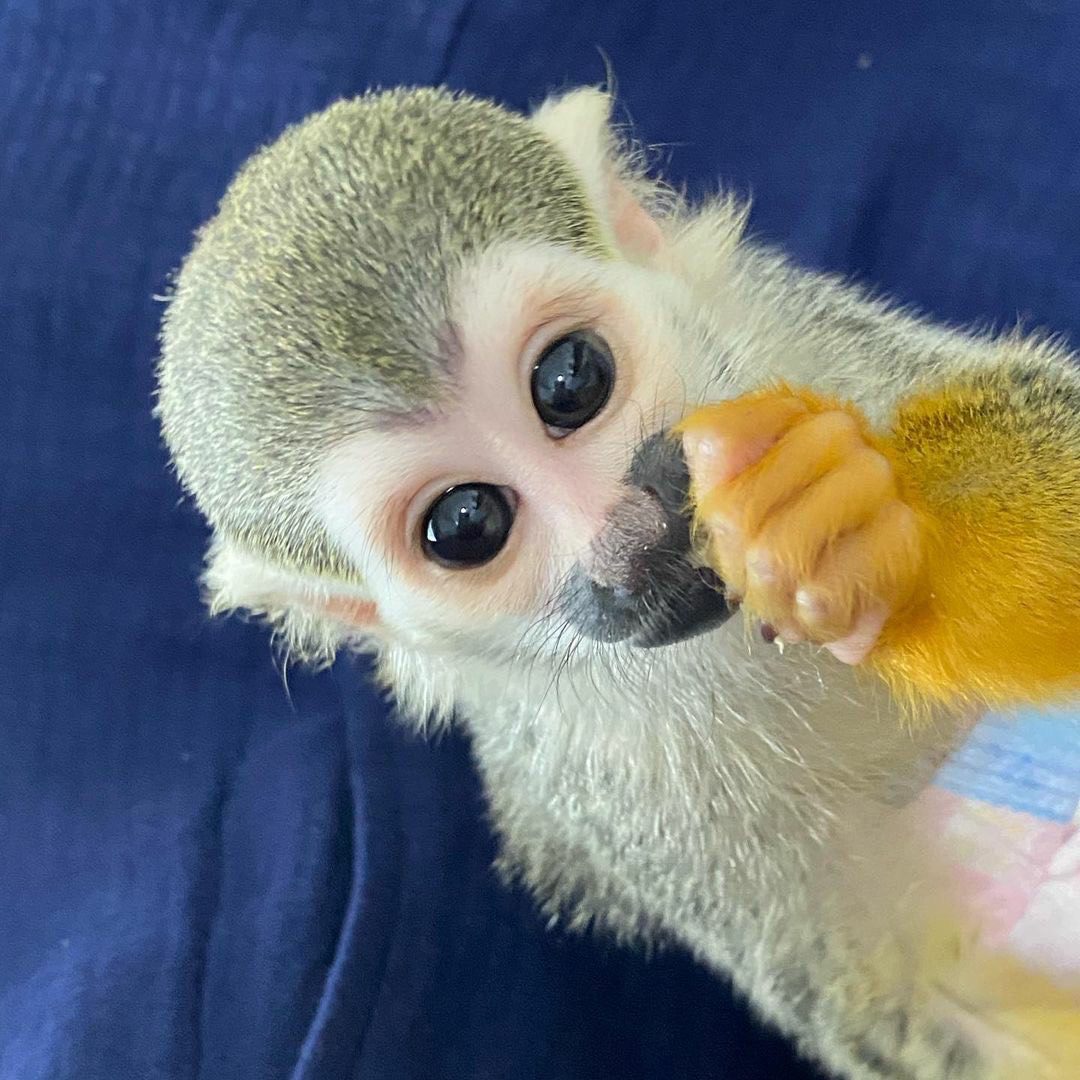 Squirrel Monkey for Sale,Squirrel Monkey for Adoption: A Complete Guide to Ethical Adoption and Care