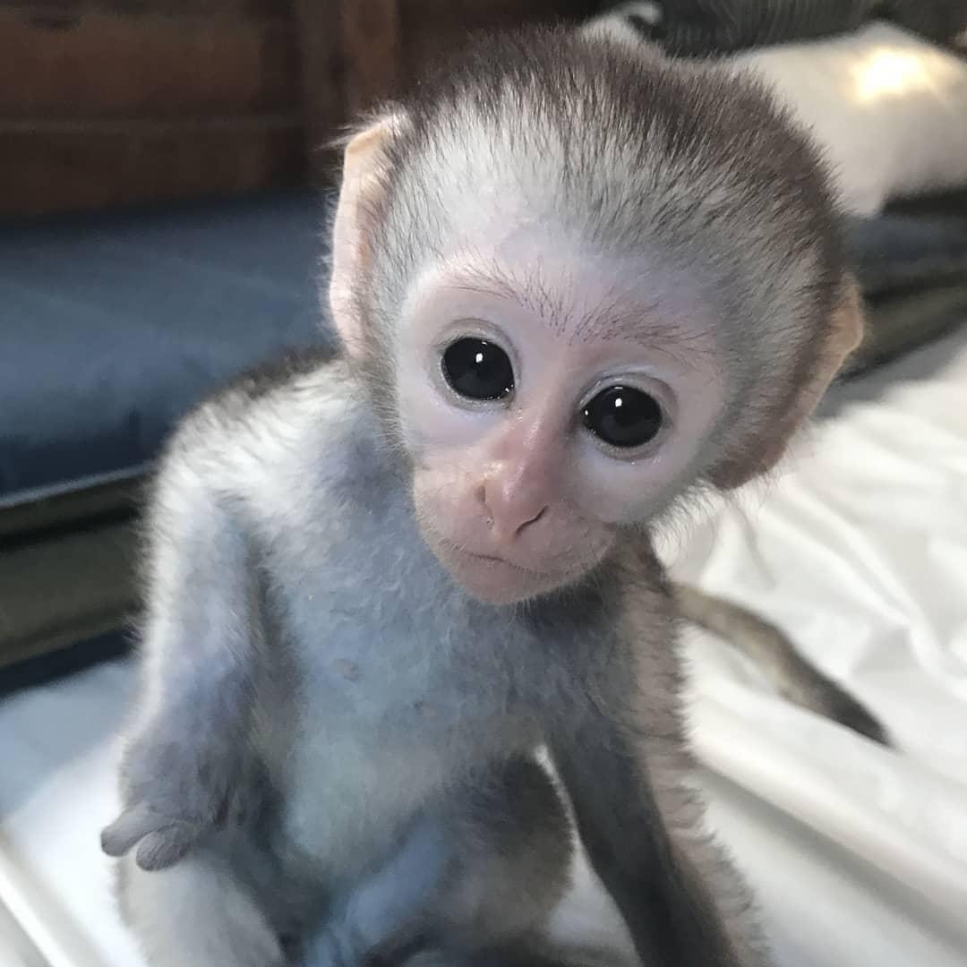 Pet Monkey Breeds For Sale