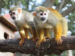 squirrel monkey for sale