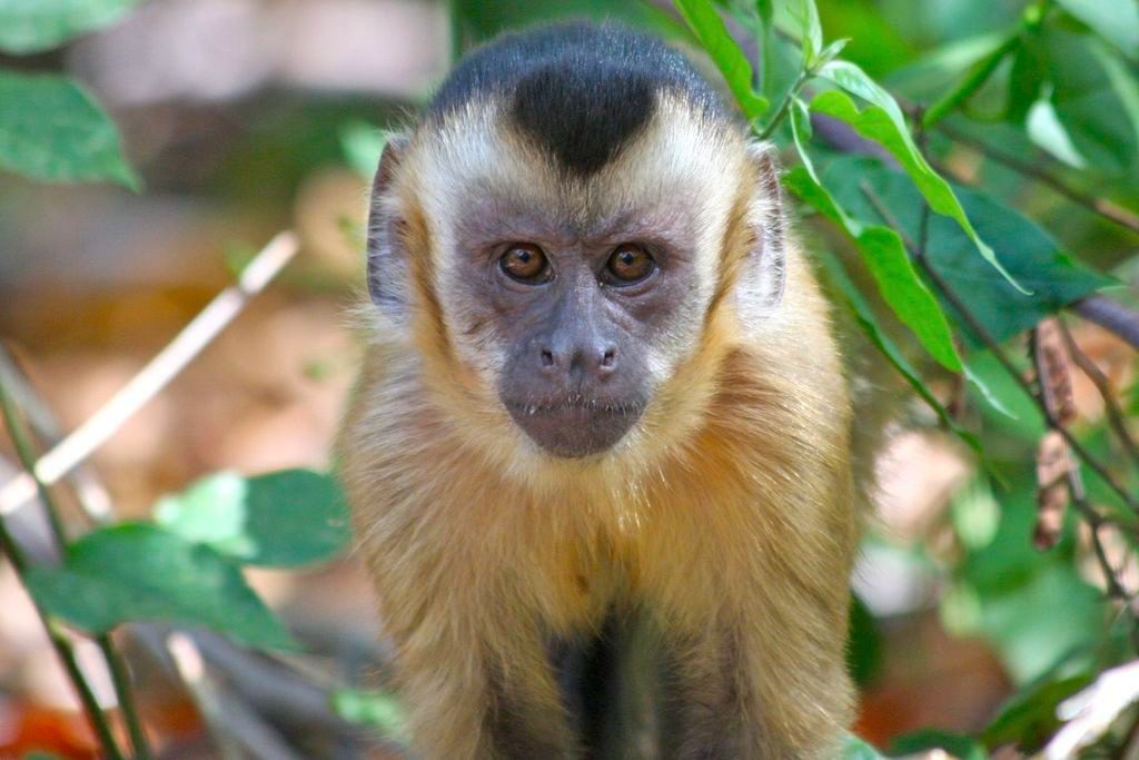 Cebus Monkey breed