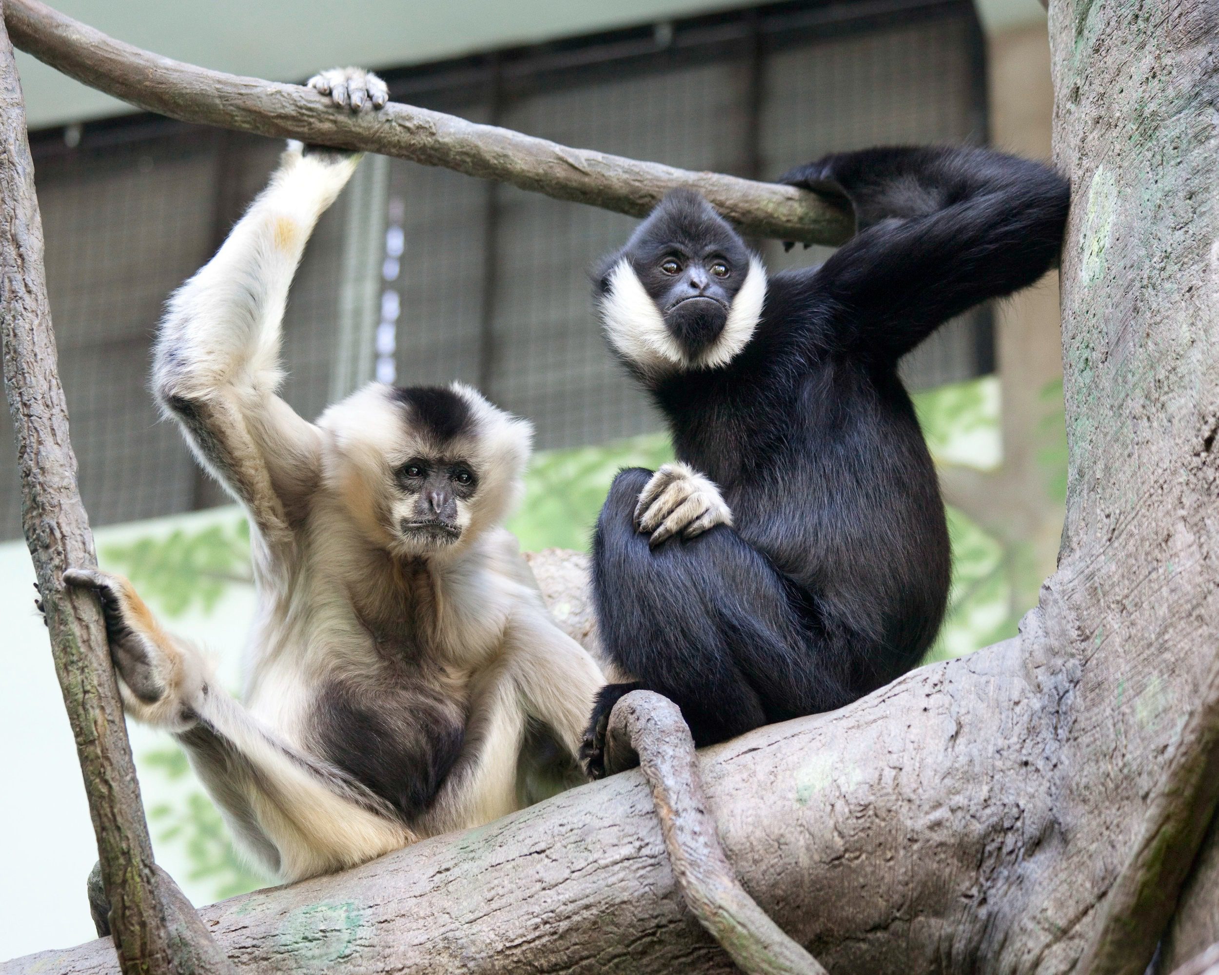 Gibbon Monkeys