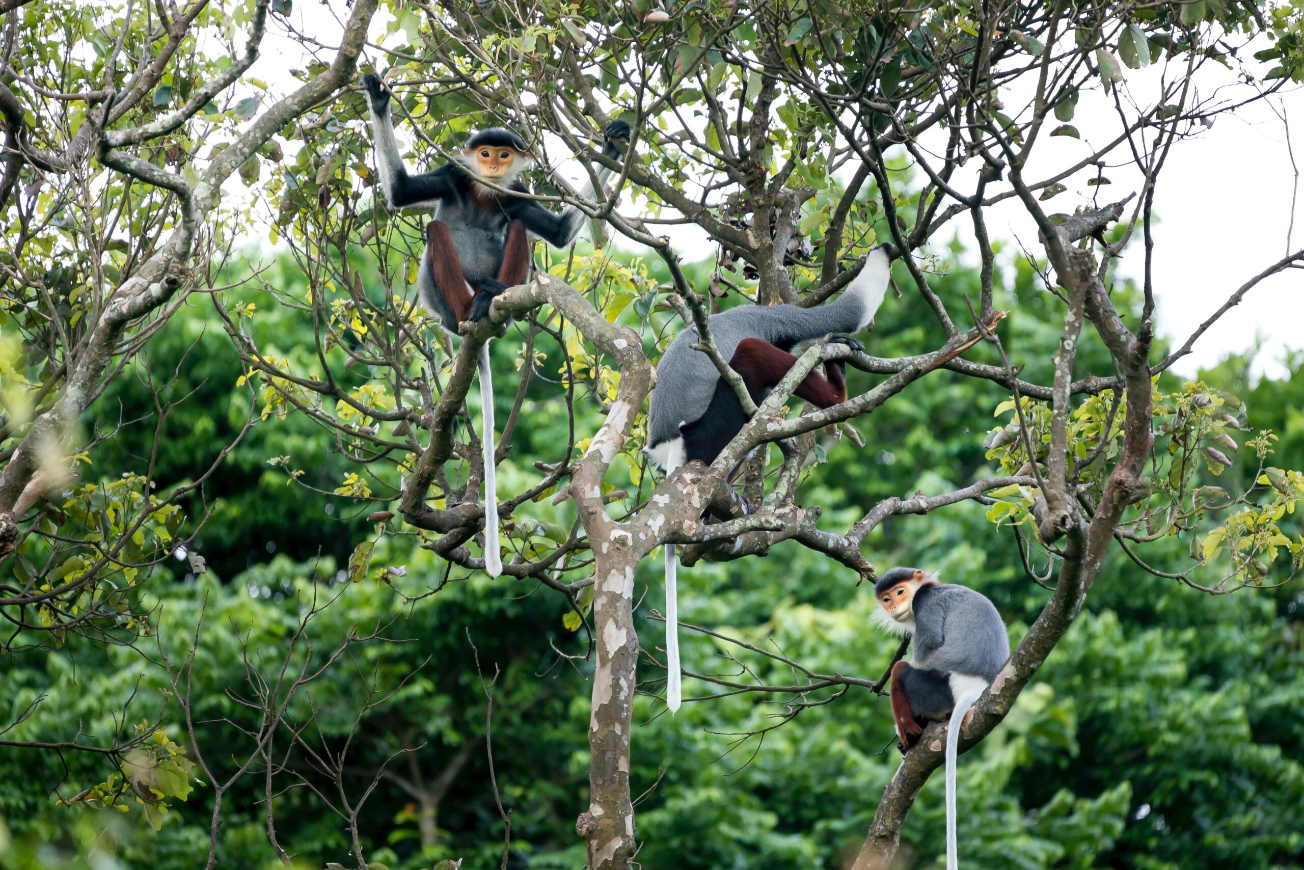 Mandrill Monkeys