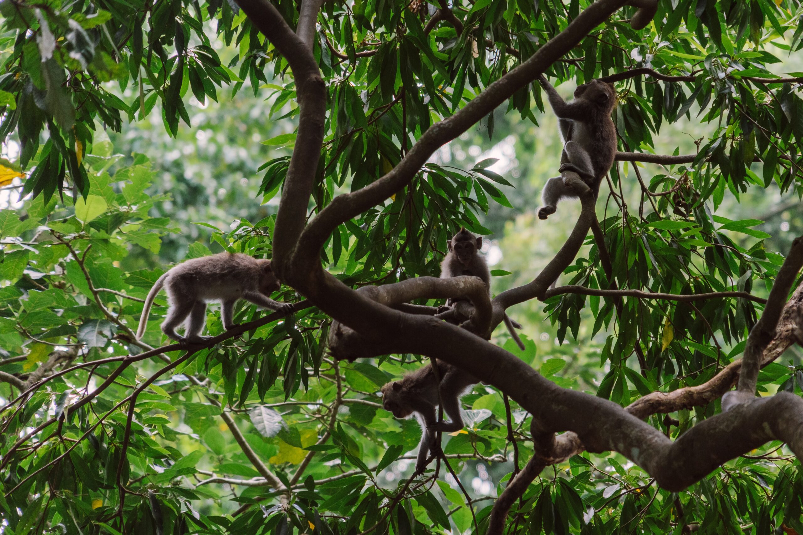 Macaque Monkeys