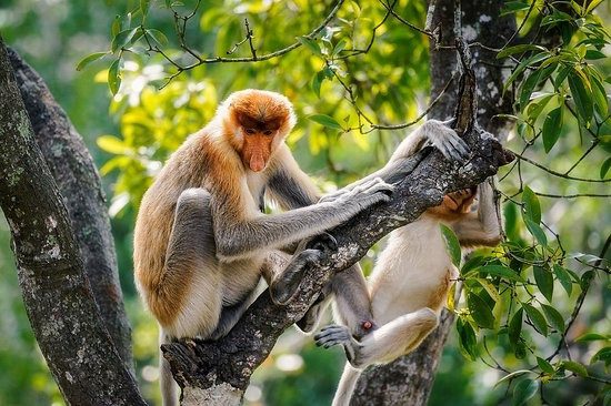 Proboscis Monkey breed