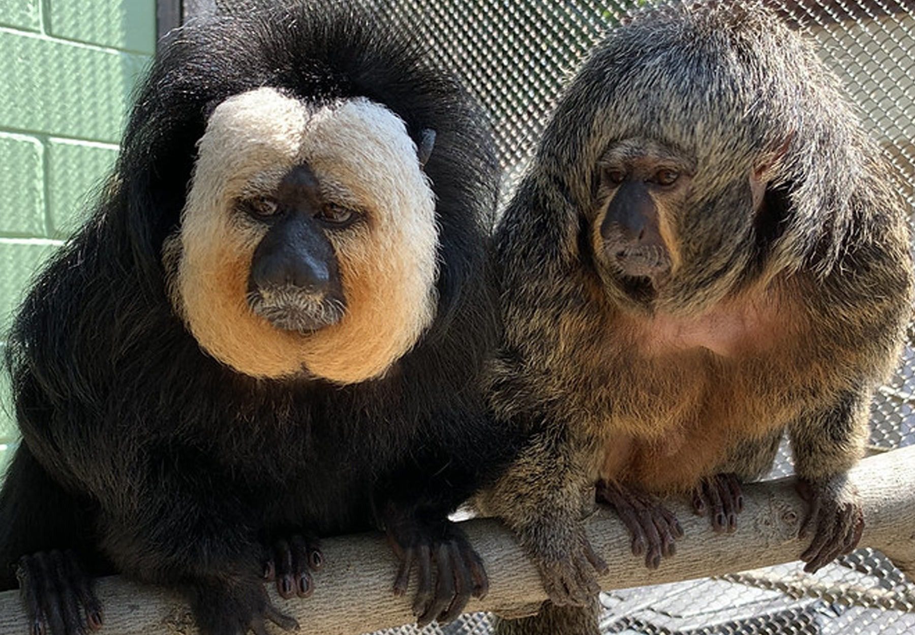 White-faced Saki Monkey breeds