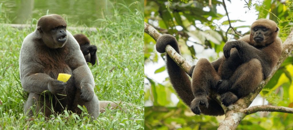 Woolly monkey breed