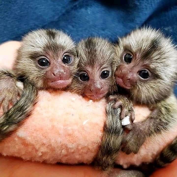 Common Marmoset Monkey