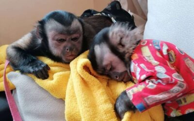 Capuchin Monkey for Sale