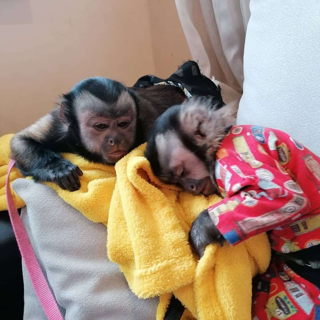 capuchin monkey for sale capuchin monkey for sale