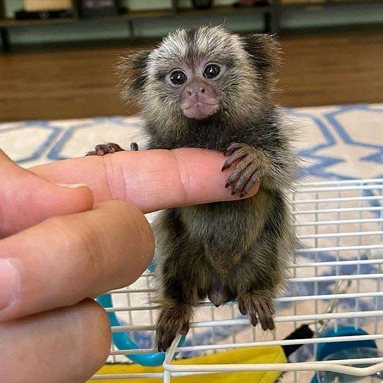 Titi Monkey