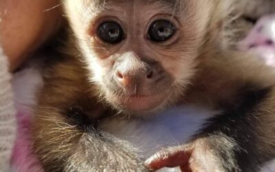 Capuchin Monkeys Life Study