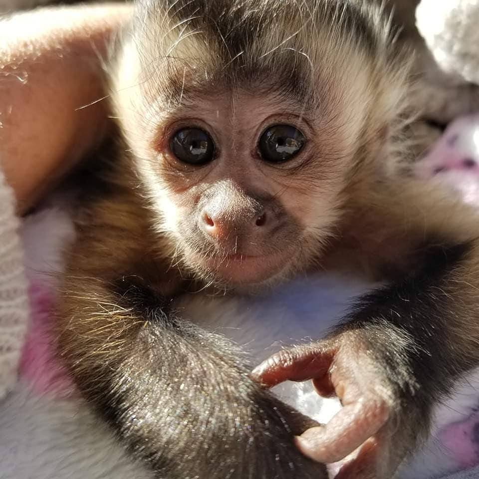 capuchin monkeys ,Cost of owning a capuchin monkey capuchin monkeys ,Cost of owning a capuchin monkey