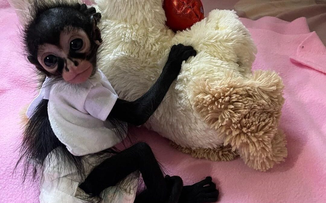 Spider Monkey for Adoption: Your Complete Guide to Ethical Adoption and Care