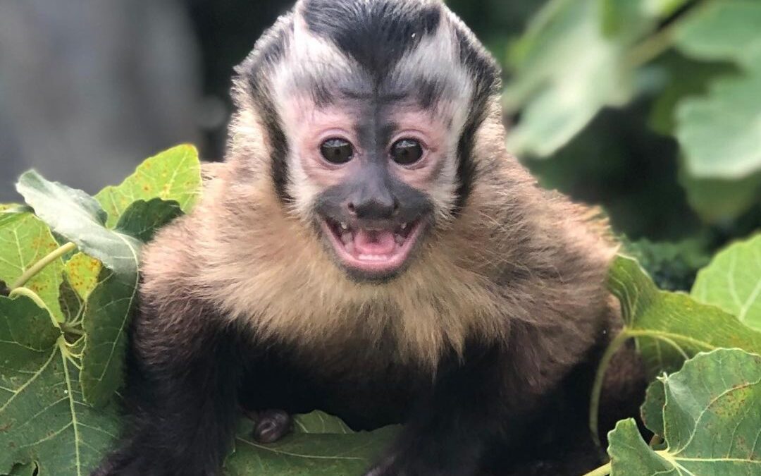 How to Choose a Capuchin Monkey as a Pet: A Comprehensive Guide