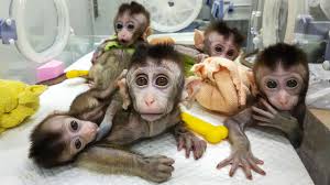 Monkey Breed