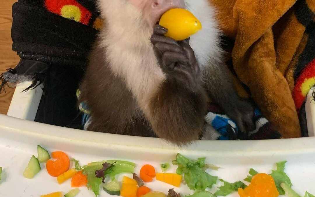 Capuchin Monkey Care and Welfare