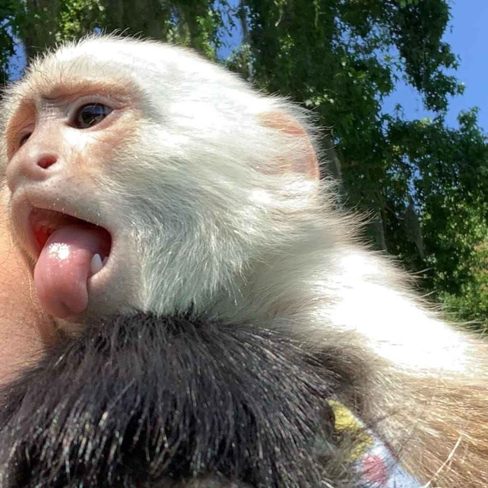 White-Face Capuchin Monkey for Sale, Capuchin monkey bond with owners