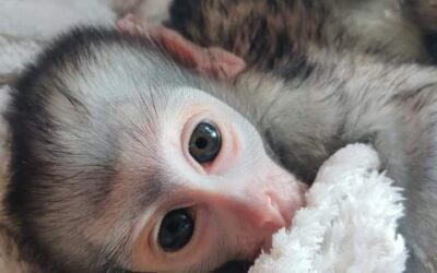 Vervet Monkey for Adoption: Complete Guide to Ethical Adoption and Care