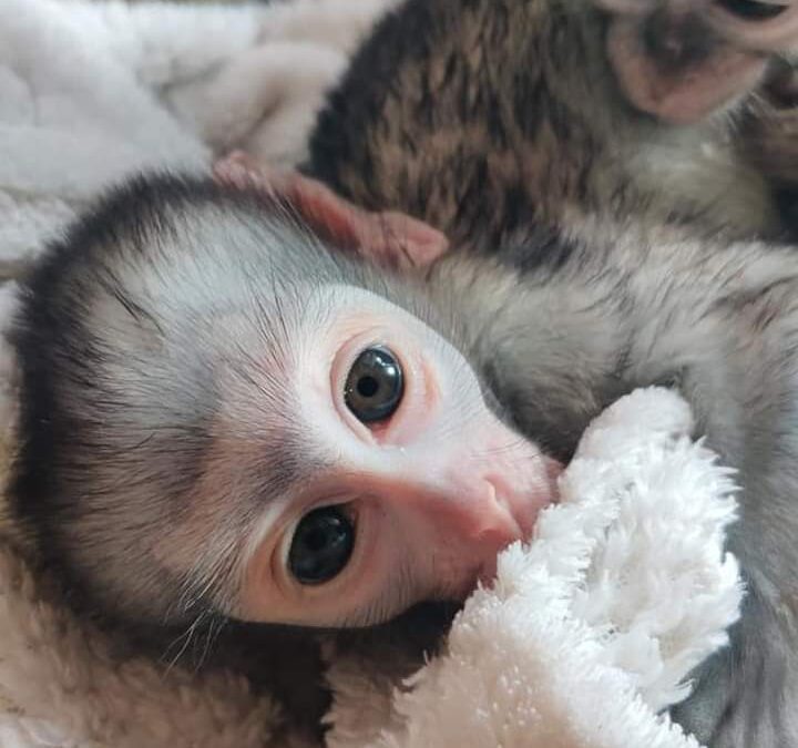 Vervet Monkey for Adoption