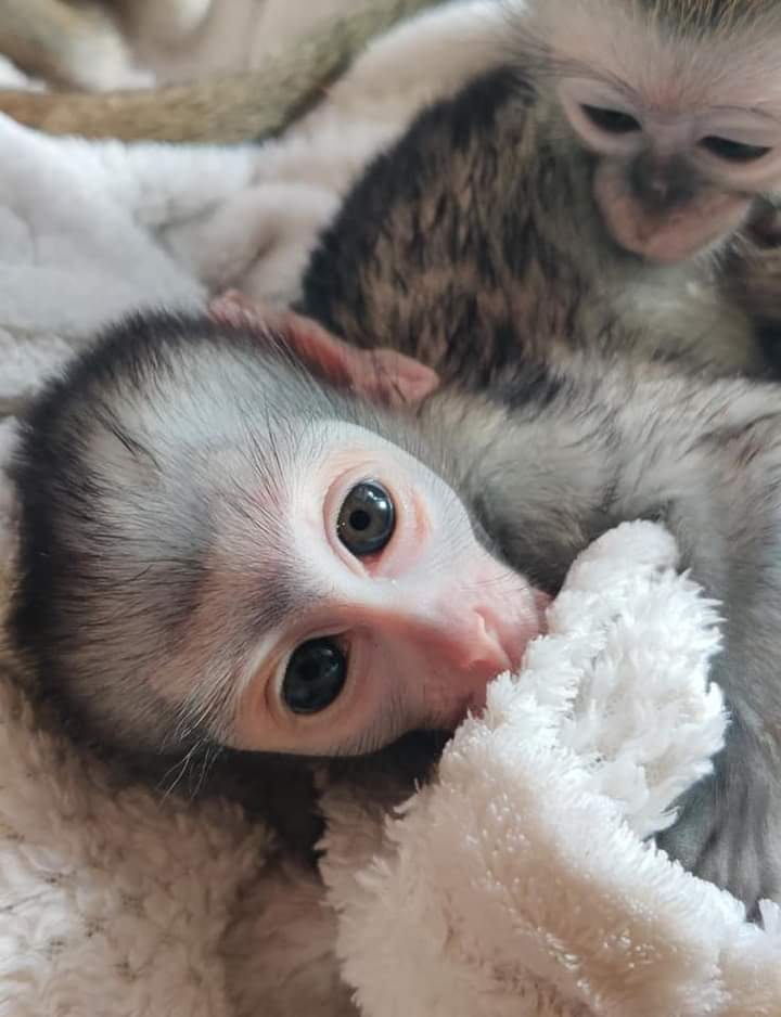 Vervet Monkey for Adoption