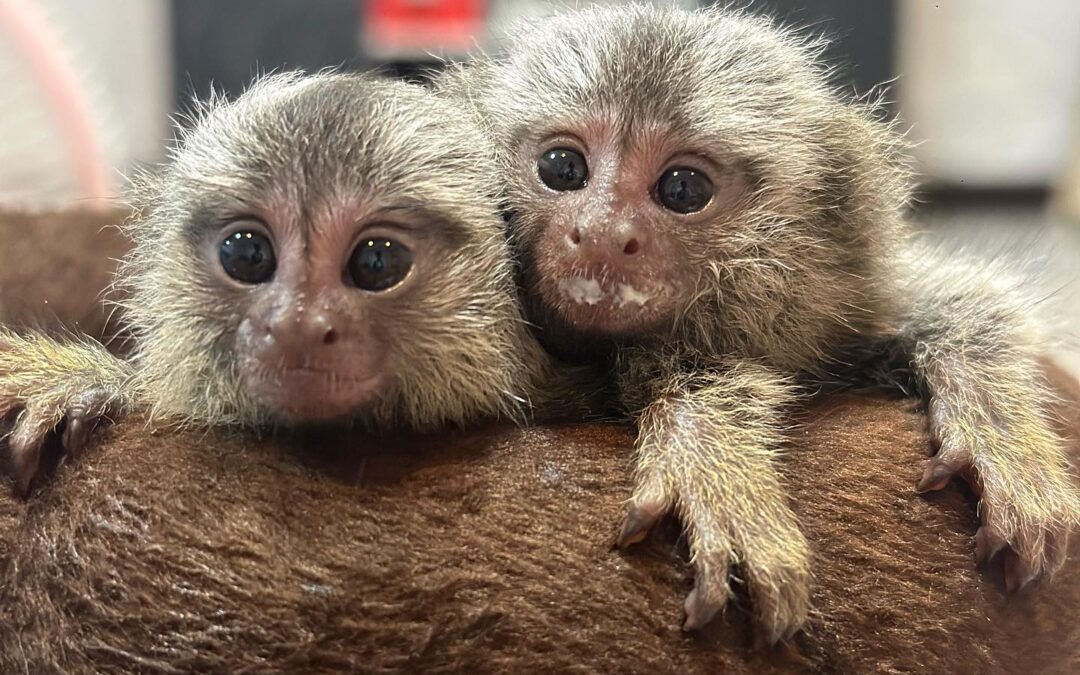 Marmoset Monkey for Sale: Your Ultimate Guide to Buying and Caring for Marmoset Monkeys