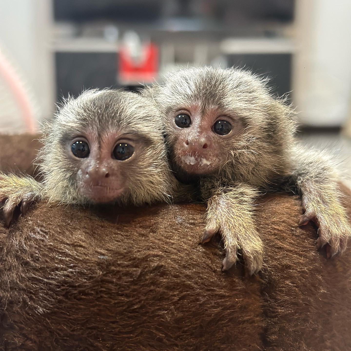 Marmoset Monkey for Sale