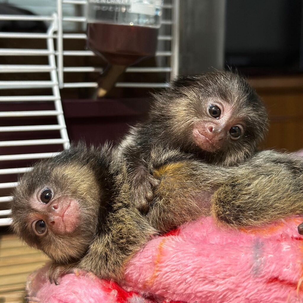 Marmoset Monkey for Sale