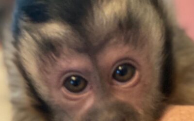 Capuchin Monkey for Sale: Everything You Need to Know Before Buying a Capuchin