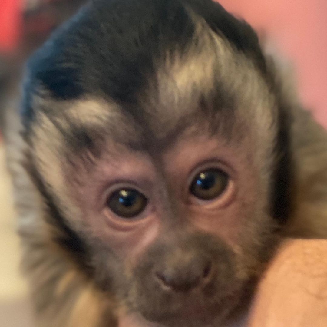Capuchin Monkey for Sale