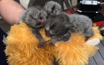 Marmoset Monkey for Adoption: A Complete Guide to Adopting and Caring for Marmoset Monkeys