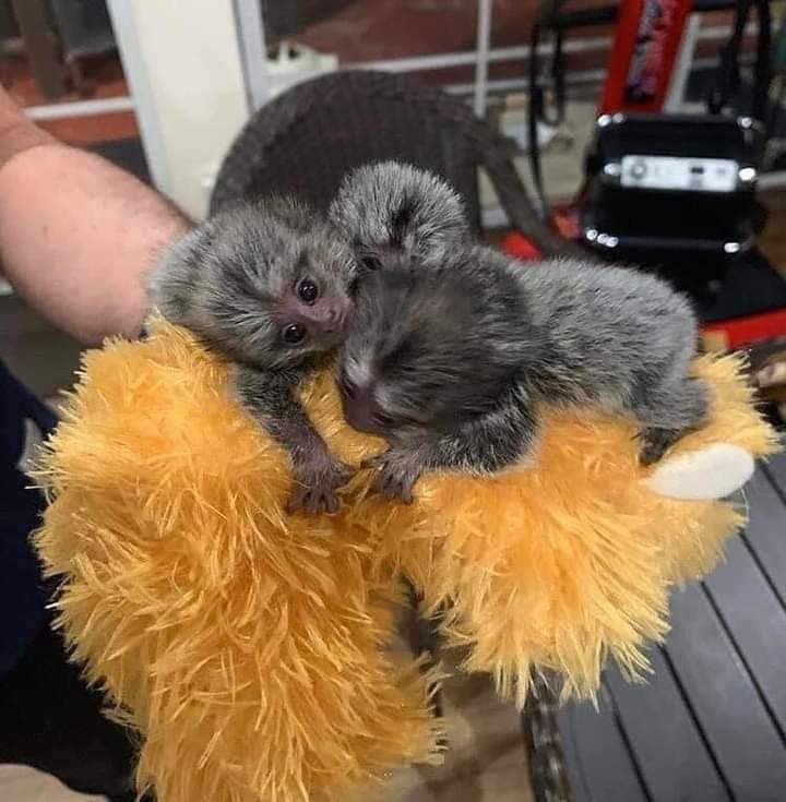 Marmoset Monkey for Adoption