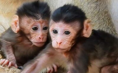 Macaque Monkey for Sale: Your Complete Guide to Owning a Macaque Monkey