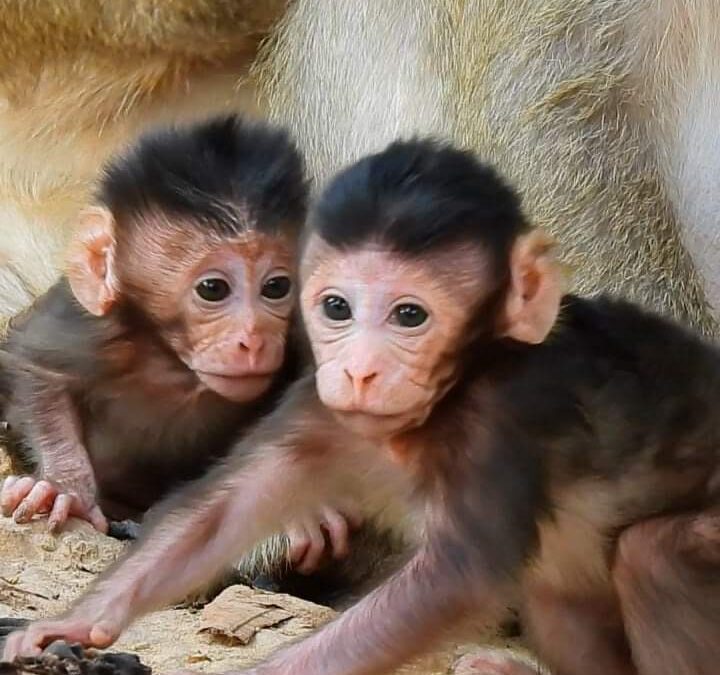 Macaque Monkey for Sale: Your Complete Guide to Owning a Macaque Monkey