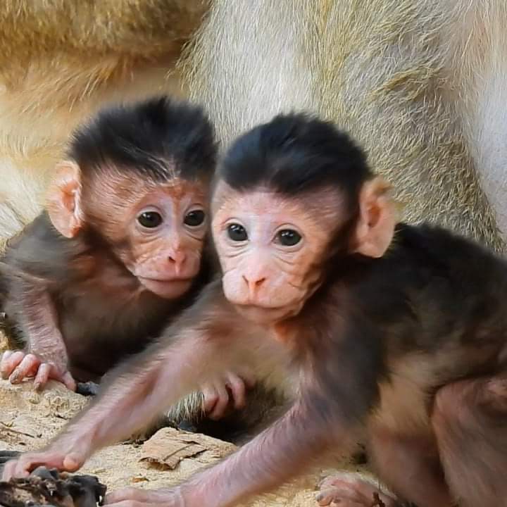 Macaque Monkey for Sale