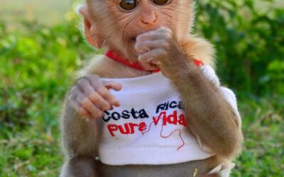 Rhesus Macaque Monkey for Sale: A Comprehensive Guide