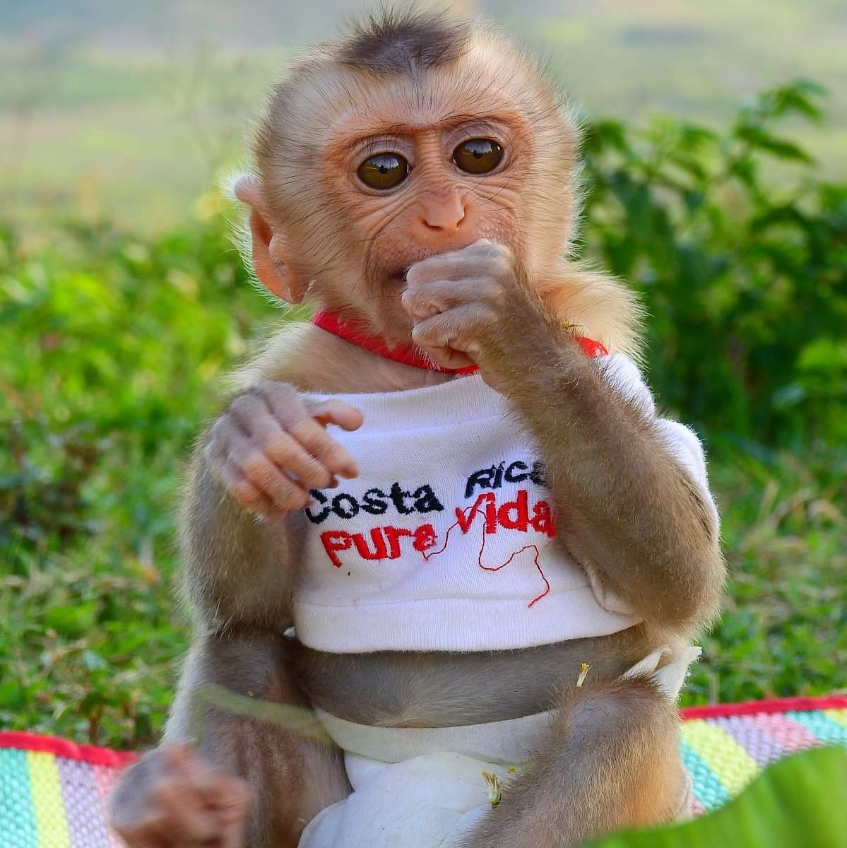 Rhesus macaque monkey for sale