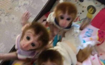 Pigtail Monkey for Sale: Everything You Need to Know