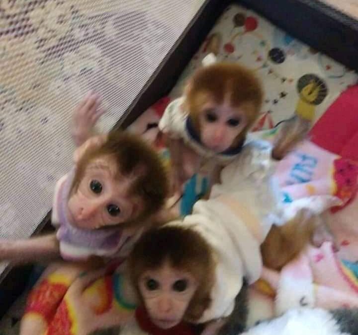 Pigtail Monkey for Sale: Everything You Need to Know