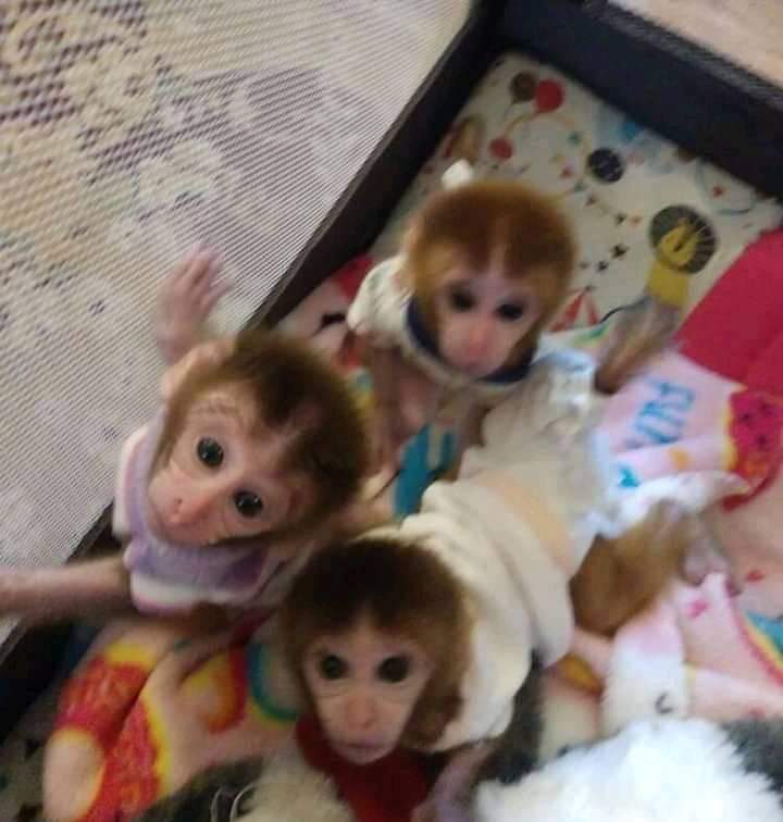 pigtail monkey for sale (15) Pigtail Monkey for Sale