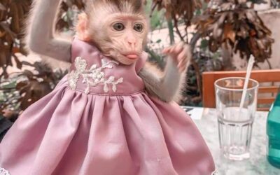 Macaque Monkey for Adoption: Laws, Care, and Adoption Centers