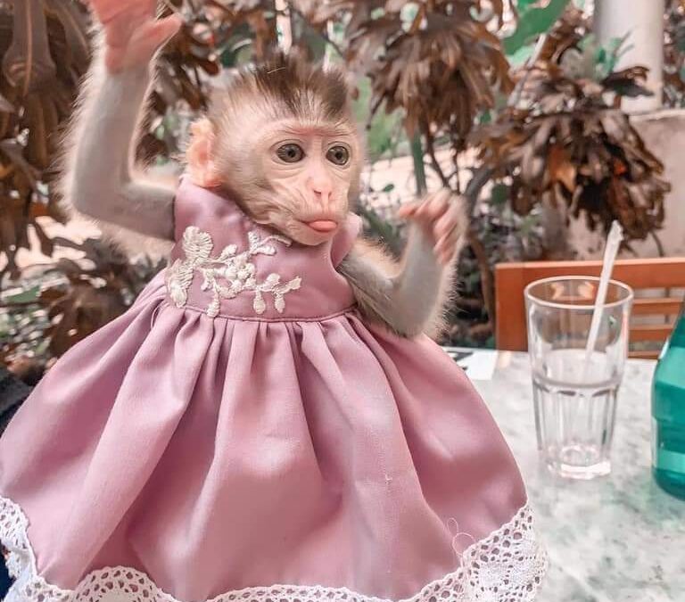 Macaque Monkey for Adoption: Laws, Care, and Adoption Centers