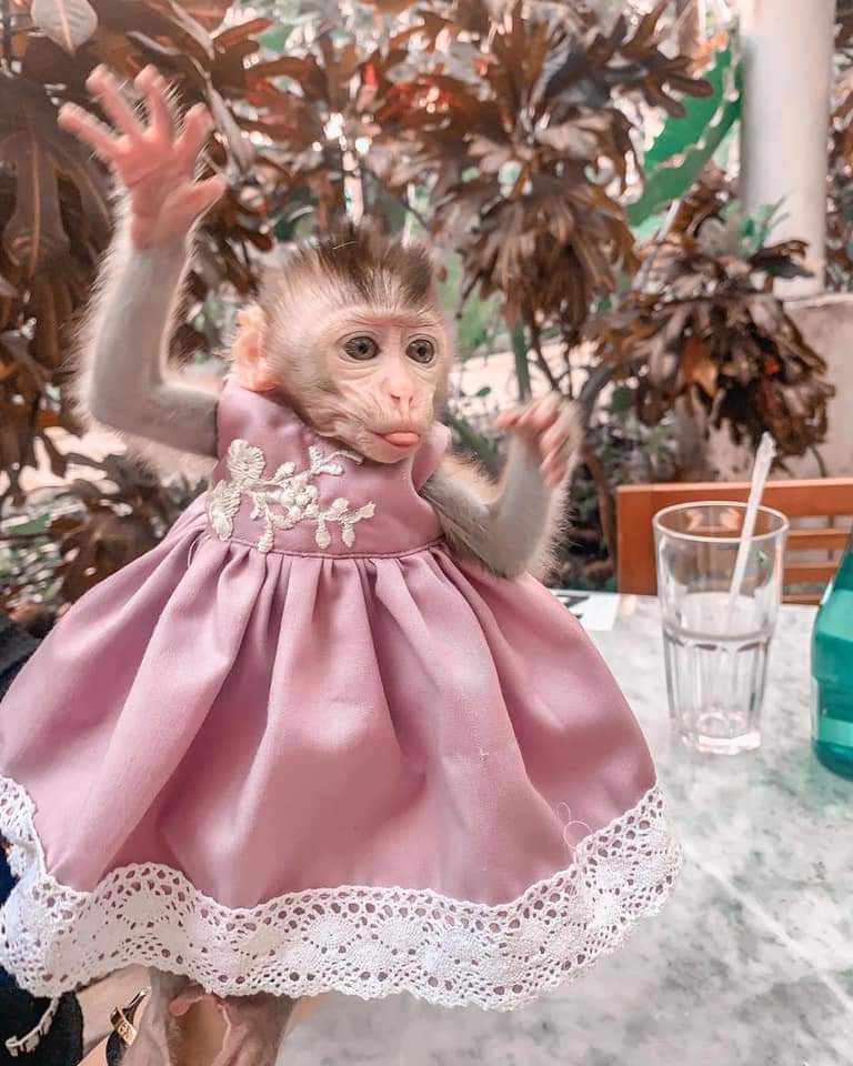 pigtail monkey for sale,Macaque Monkey for Adoption