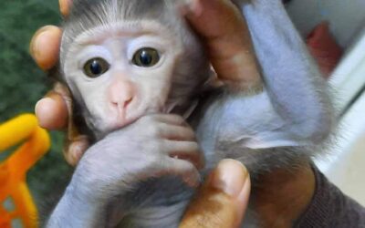 Pigtail Macaque Monkey for Adoption: Care, Legalities, and Where to Adopt