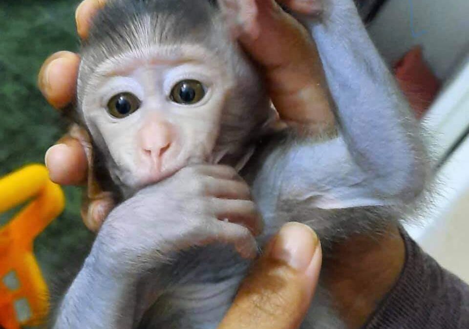Pigtail Macaque Monkey for Adoption: Care, Legalities, and Where to Adopt